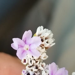 Limonium ramosissimum