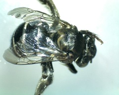 Anthophora californica