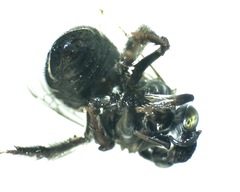 Anthophora californica