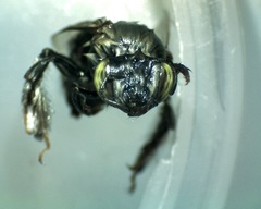 Anthophora californica