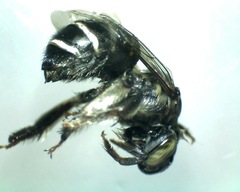 Anthophora californica