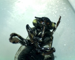 Anthophora californica