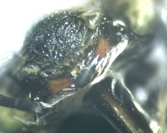 Anthophora californica