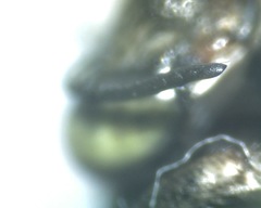 Anthophora californica