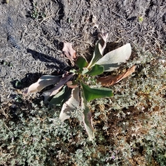Limonium ramosissimum