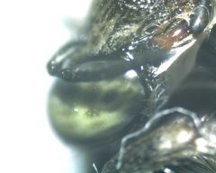Anthophora californica