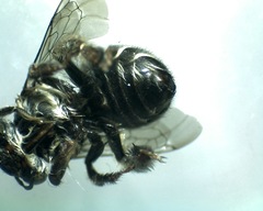 Anthophora californica