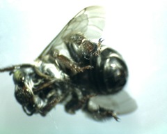 Anthophora californica