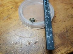 Anthophora californica