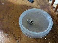 Anthophora californica