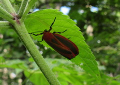 Hypoprepia miniata