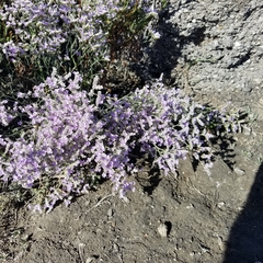 Limonium ramosissimum