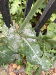 Golovinomyces sonchicola