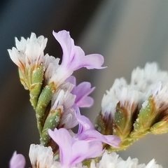 Limonium ramosissimum