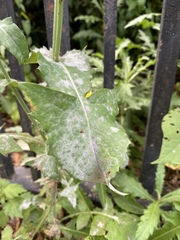 Golovinomyces sonchicola