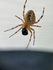 Araneus diadematus