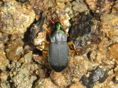 Chlaenius impunctifrons