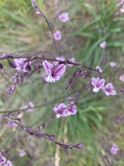 Arthropodium milleflorum