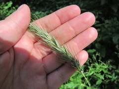Elymus glabriflorus