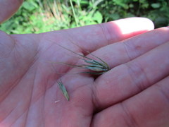 Elymus glabriflorus