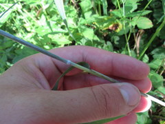 Elymus glabriflorus