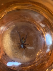 Castianeira descripta