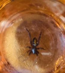 Castianeira descripta