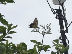 Papilio xuthus
