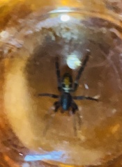 Castianeira descripta