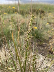 Prasophyllum sphacelatum