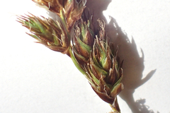 Carex phaeocephala