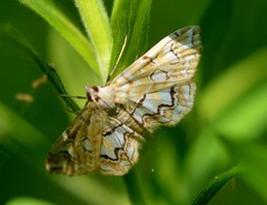 Elophila icciusalis