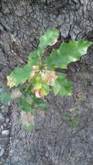 Quercus canbyi