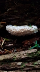 Calcipostia guttulata