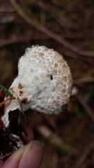 Calcipostia guttulata