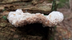 Calcipostia guttulata