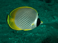 Chaetodon adiergastos