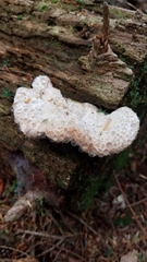 Calcipostia guttulata