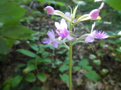 Platanthera shriveri