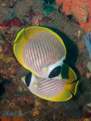 Chaetodon adiergastos