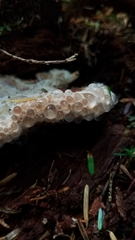 Calcipostia guttulata