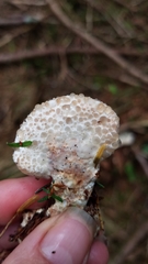 Calcipostia guttulata