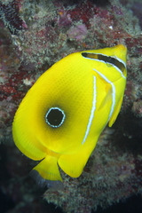 Chaetodon bennetti