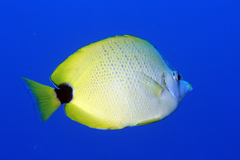 Chaetodon miliaris