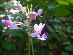 Platanthera shriveri