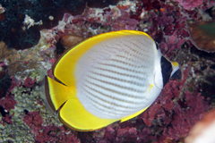 Chaetodon adiergastos