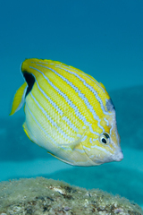 Chaetodon fremblii