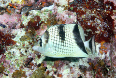 Chaetodon argentatus