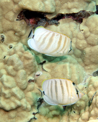 Chaetodon multicinctus