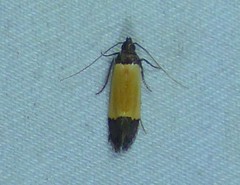 Anacampsis coverdalella